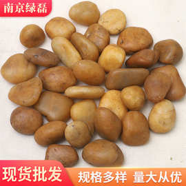 黄色抛光鹅卵石 厂家黄色亮光鹅卵石 园林景观庭院装饰小石头