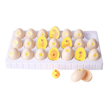 鸡蛋21天孵化小鸡过程幼儿教具生命科学 小鸡的生命周期孵化过程