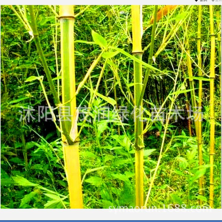 Прямые продажи бамбуковых саженцев: фиолетовый бамбук, золотой нефритовый бамбук, зеленый бамбук, архат-бамбук, золотой бамбук, бамбук с узором черепахи, твердый бамбук, в упаковке с почвенным комком.