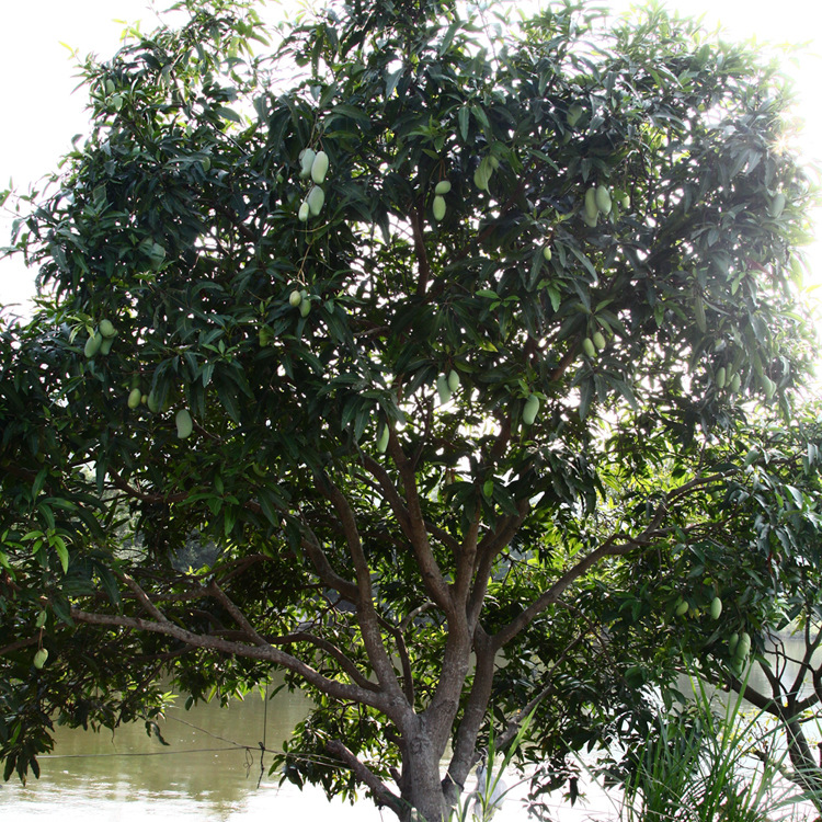 芒果树 果树 漆树科绿化植物基地 园林四季常绿植物 防护树行道树