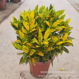 �V�����l��������������210#����׃�~ľ�辰����ֱ���G��������ľ