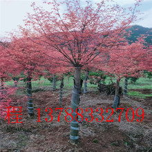 中国红枫  桂林景观树 桂林红枫 量大优惠