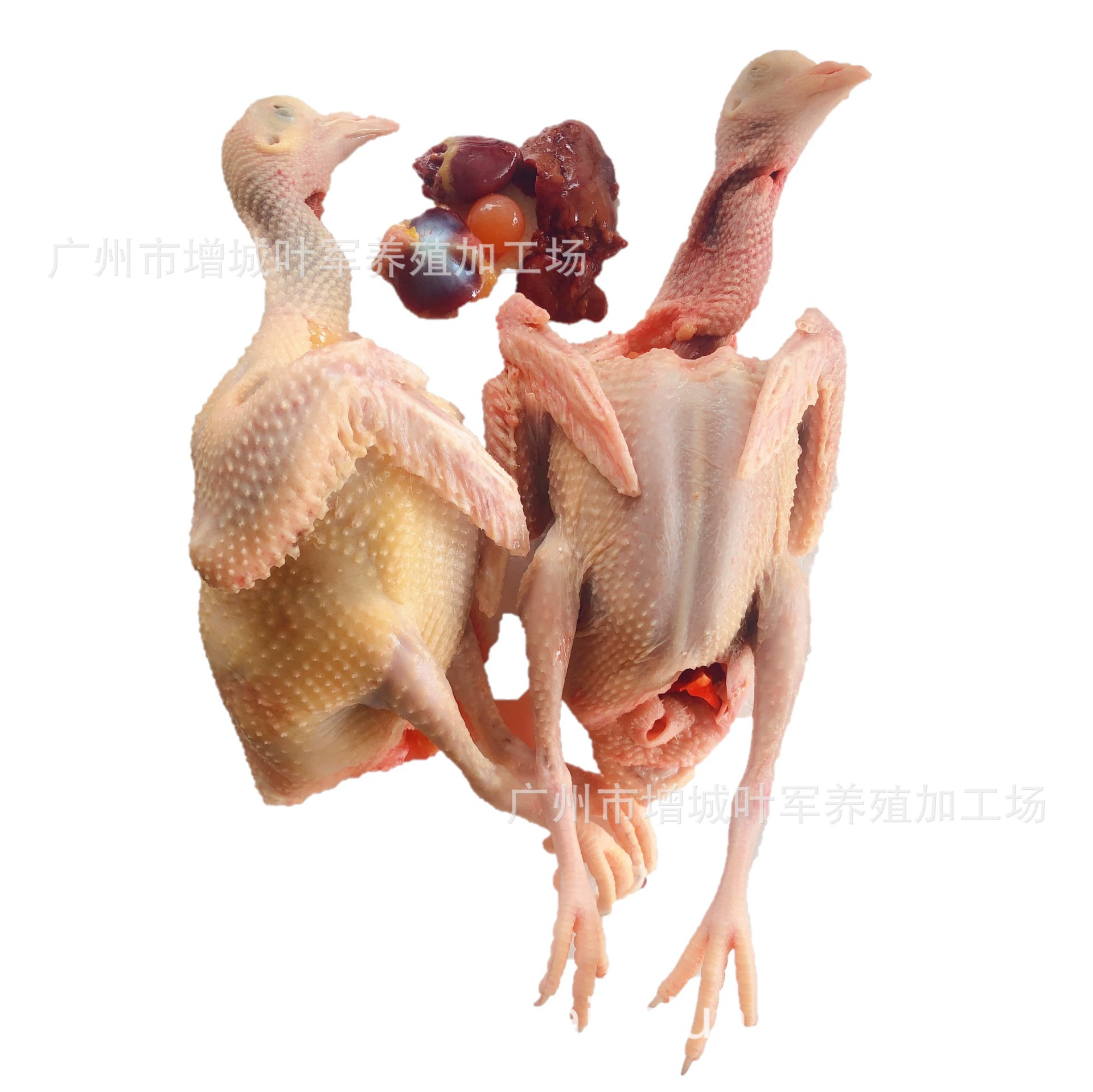 Старые голуби предпочитают 3-5 лет