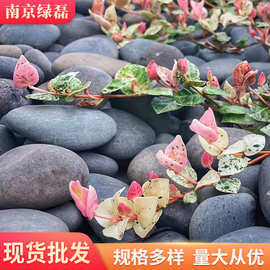 厂家灰色鹅卵石灰色雨花石抛光石黑石景观石灰石子批发