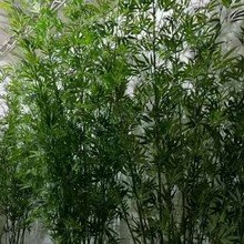 ��������ë������b��^��������^�z���~���Ⲽ��ë��