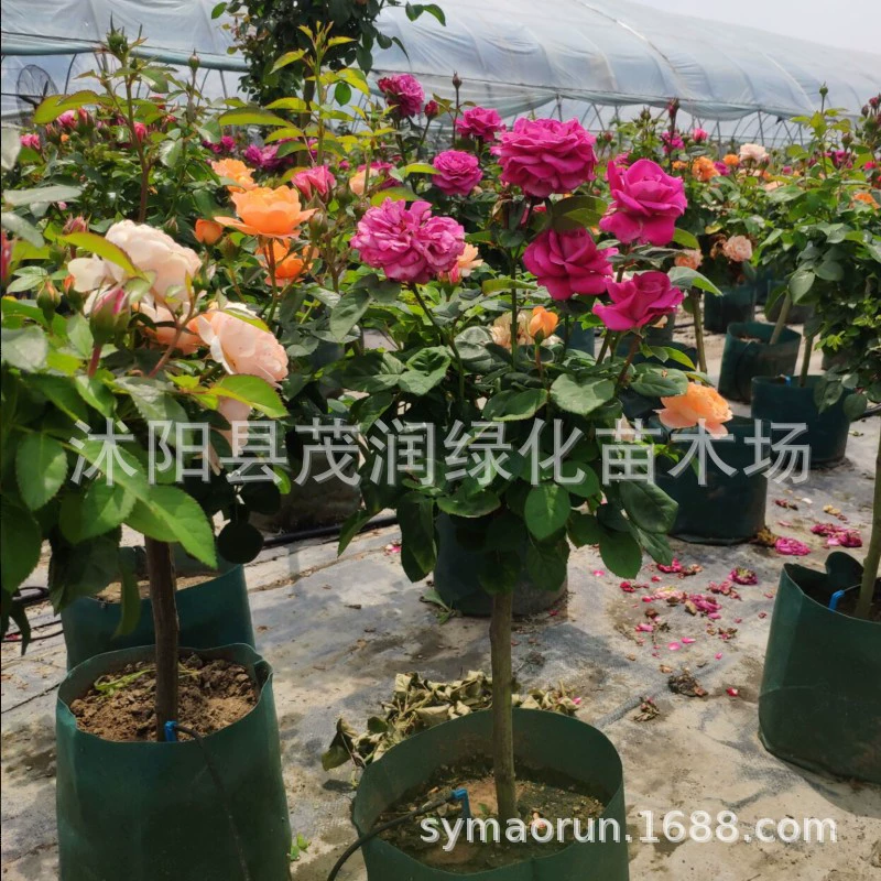 Многоцветный Тип дерева Роза Многоцветный Дерево Роза Рассада Многоцветный