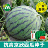 津科力丰 Jingxin watermelon seeds Kirin melon seeds lazy early good morning good 8424 fruits breed ravioli seeds