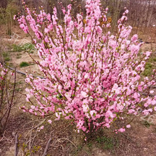 榆叶梅园林绿化庭院观花苗木50-2米高3-15个分枝干枝插花大量批发