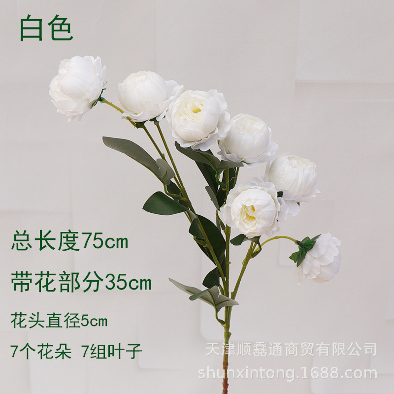 화이트