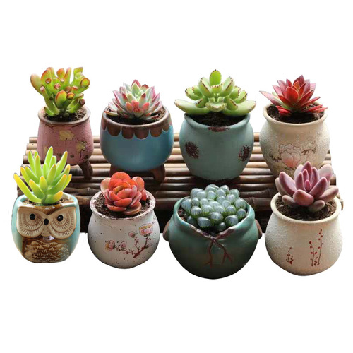 Pottery pot set for succulent plants, breathable, retro simple thumb pot, succulent potting plant combination