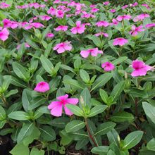 长春花袋装苗 四季开花易种观花盆栽易活易管理 长春花