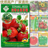 Fruit strawberry four seasons, plant lamp for gazebo, wholesale