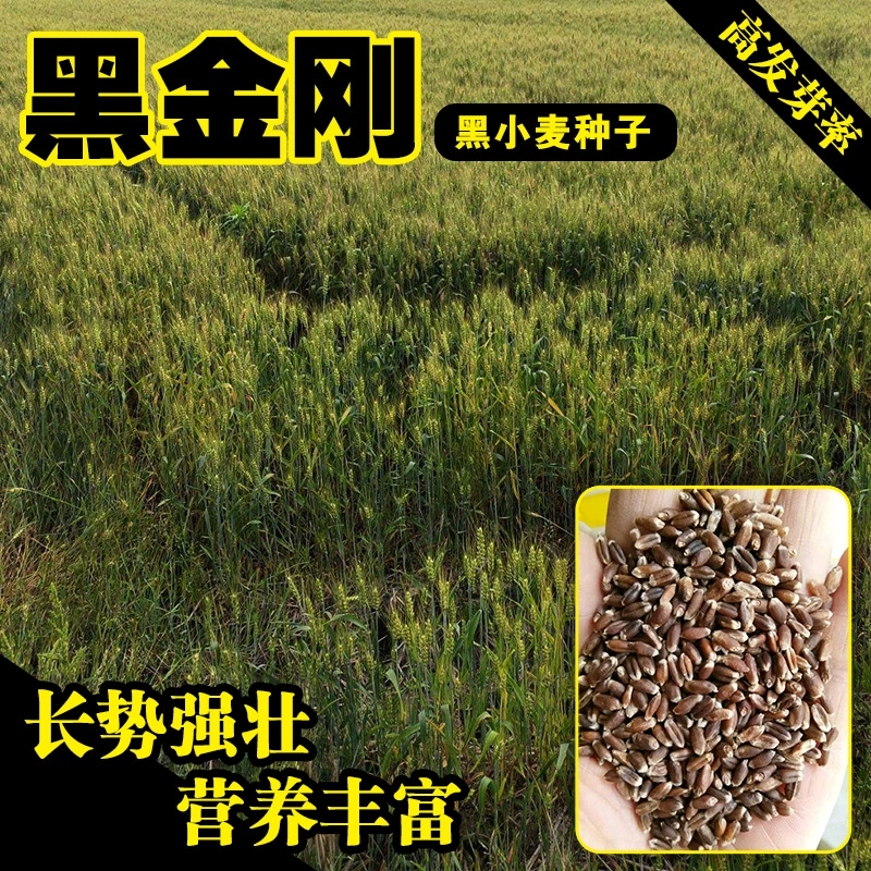 Черные семена пшеницы Семена пшеницы оптом