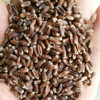 Black wheat seeds, rye seeds, grain seeds, grain seeds, wheat seed wheat seed wheat seed seeds wholesale