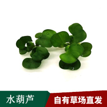 ˮ���JƯ����ˮ��ˮ��ֲ�����������쾰ֲ��F؛���l���l�쾰���]