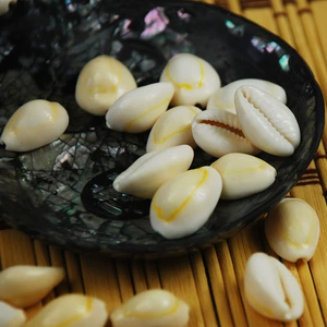 [海螺贝壳 炒货 偏白环金宝螺  黄币 装饰家居DIY配件金边墙贴水族]