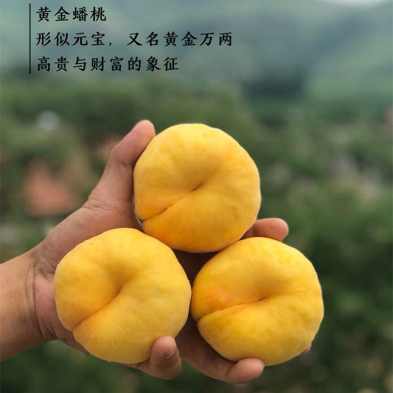 [Mengyin Supreme Golden Hair Peach Is on the Market] Freshly Picked Non-Peach 2.5kg Fresh Fruit Delivery