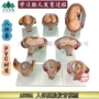 过程人体教学胎儿模型