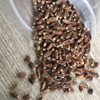 Black wheat seeds, rye seeds, grain seeds, grain seeds, wheat seed wheat seed wheat seed seeds wholesale