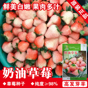 ���Ͱײ�ݮ�N�Ӳ�ݮ�N�Ӳ�ݮ��ˮ���N���߲˷N�����l�˷N���ѷN��