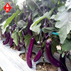 Purple -red eggplant seeds South Guo Red Eggplant 1000 Purple Long Stick Eggplant Family Basin Planting Vegetable Seeds