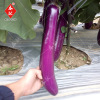 Purple -red eggplant seeds South Guo Red Eggplant 1000 Purple Long Stick Eggplant Family Basin Planting Vegetable Seeds