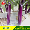 Purple -red eggplant seeds South Guo Red Eggplant 1000 Purple Long Stick Eggplant Family Basin Planting Vegetable Seeds