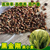 Black wheat seeds, rye seeds, grain seeds, grain seeds, wheat seed wheat seed wheat seed seeds wholesale