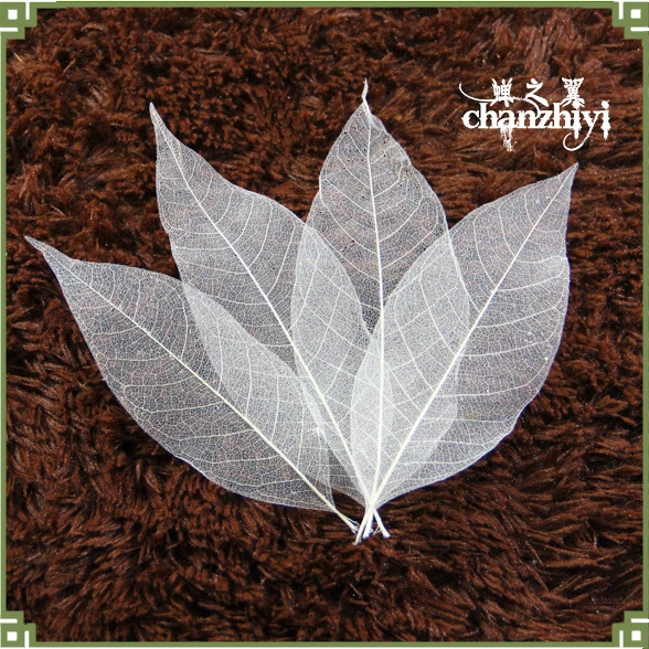 Крылья цикады Натуральный лист магнолии Образец отбеленного листа В форме сердца Вены листа Бодхи Оптовая продажа Аксессуары для сушеных цветов Расходные материалы
