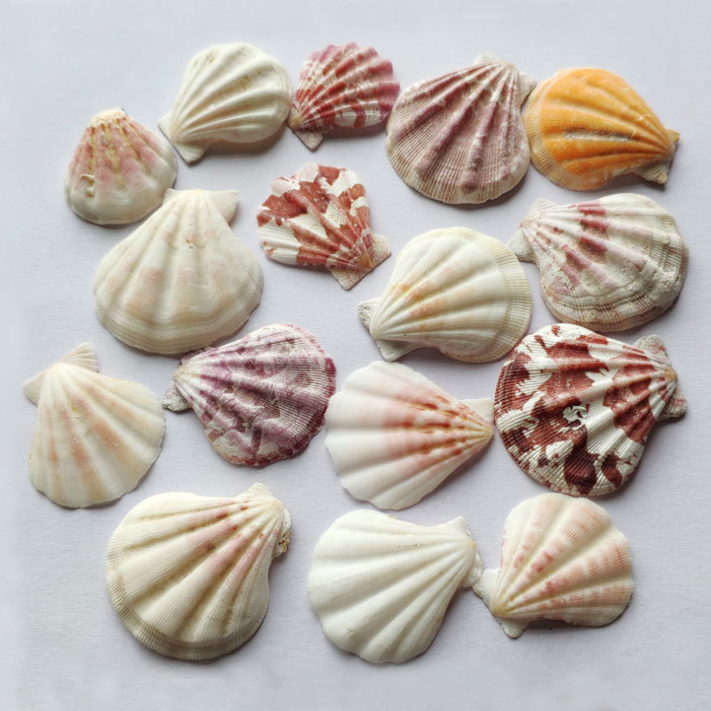 True shell thick scallop piece conch wall sticker DIY micro landscape decoration aquarium floor wind chime accessories color