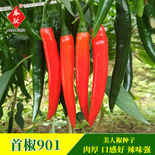 �S�����l���˽��N�� �׽�901���˽�1000�� ���r���� �s�������N��