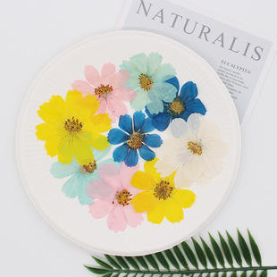Gesang Flower Cosmos Chrysanthemum True Dried Flower Embossed Specimen DIY Drop Glue Mobile Phone Shell Flower Photo Frame Stickers Handmade Material