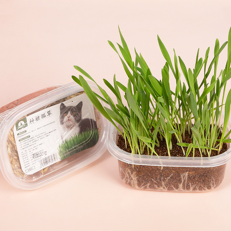 Spot wholesale Meow heart treasure hair removal ball with catmint organic lazy cat grass nutrition soil cat grass set Spot wholesale Meow heart treasure hair removal ball with catmint organic lazy cat grass nutrition soil cat grass set