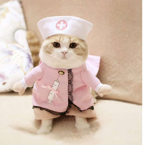 Cats and dogs funny pets upright transformation clothes cat clothes dogs funny cats British short cute summer clothes thin style