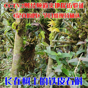 ��Ұ���FƤʯ���r�l���L�ژ��ϵ�cctv������Ćᡷ��Ŀ���،��L