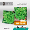 Manufacturers directly provide cream lettuce seeds, four seasons easy to grow potted vegetable garden vegetable seeds, hydrangea salad seeds,