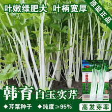 芹菜种子芹菜籽实芹种子白芹菜中蔬菜种子批发菜种菜籽种子公司