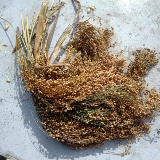 Порция кукурузных колосьев 0.5kg