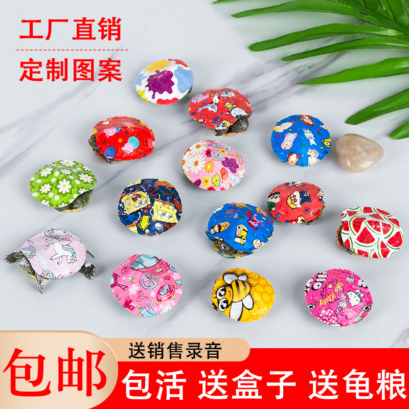 Color small turtle live wholesale colorful pet live color small turtle ornamental turtle Brazilian turtle stall color turtle