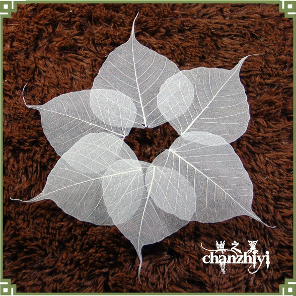 Крылья цикады натуральные листья Бодхи вены DIY закладки аксессуары цветочный материал реквизит для стрельбы образец листа дерева чайная воронка