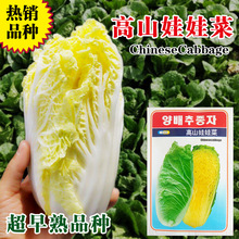 娃娃菜种子娃娃菜籽小白菜种子蔬菜种子菜种子种子批发