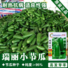 С���ϷN�Ӷ������߲˷N�����l�˷N���ѷN�ӹ�˾