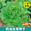 Manufacturers directly provide cream lettuce seeds, four seasons easy to grow potted vegetable garden vegetable seeds, hydrangea salad seeds,
