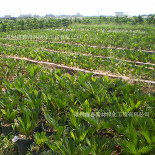 С�F�������l�F���^һ�����K�F�������r�����N Cycas�ͺ��ͺ����B