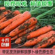 10斤包邮【现挖现发】新鲜胡萝卜新鲜蔬菜农家水果萝卜蔬菜类批发