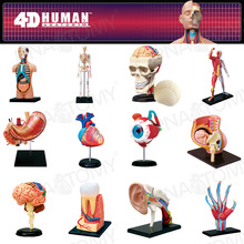 4D MASTER�������ģ�ʹ����������������ǻ����ϥ�ؽڼ���ģ��