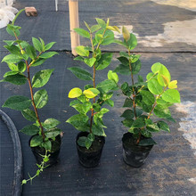 ���������軨 ����軨 ��軨  ������ˮ�軨 20-40���ָߎ���֧