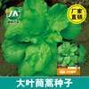 Big Leaf Emperor Artemisia seeds Four Seasons Sowing Easy -to -Sowed Indoor Potted Potted Garden Yellow Emperor Vegetable Vegetable Seed Vegetable Seeds wholesale