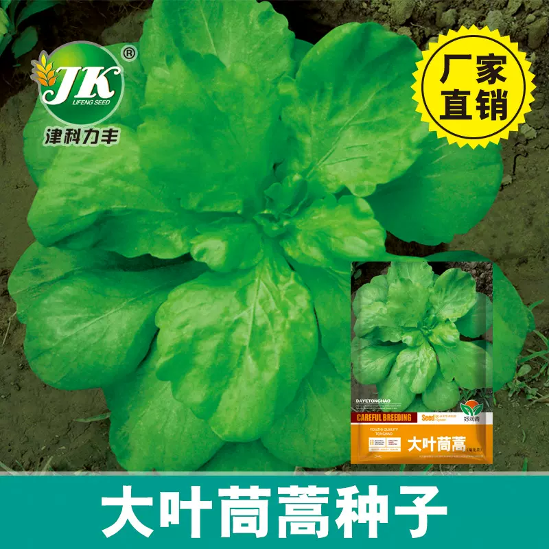 大叶茼蒿种子四季播种易种室内盆栽田园黄帝菜蔬菜种子菜种籽批发