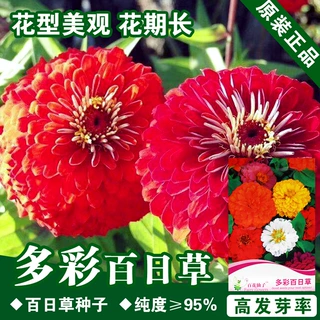 百日草种子百日草籽百日菊种子花籽花卉种子阳台盆栽种子批发公司